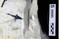 Foto (Detailansicht) von Cracensigillatus acutirostris (Moericke, 1889) (NHMW-GEO-1990-0041-0302)